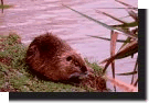 nutria